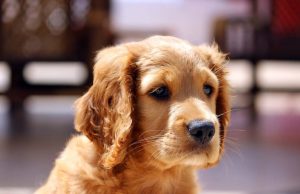 Helping Kids Cope with the Death of a Pet