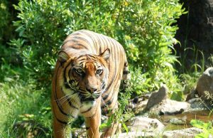 Tiger’s Hunting Ability Impaired With Climate Change