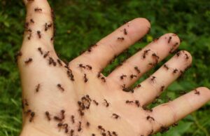 27 nejčastějších škůdců v domě či bytě a jak se bránit?