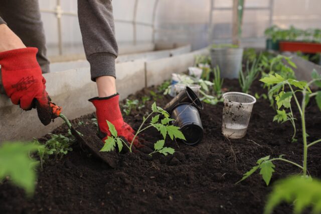katya_ershova-greenhouse-6226263